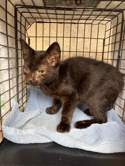 A baby small-sized male Domestic Short Hair cat named Shavah for adoption in Honolulu, HI