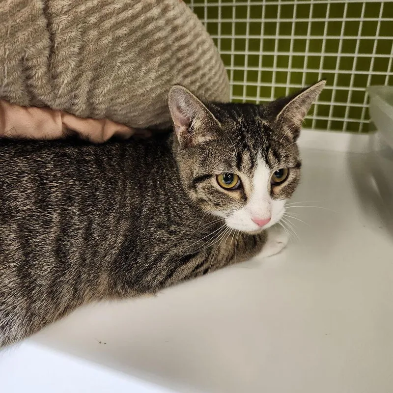 A baby small-sized male Domestic Short Hair cat named Mini Me for adoption in Dallas, TX