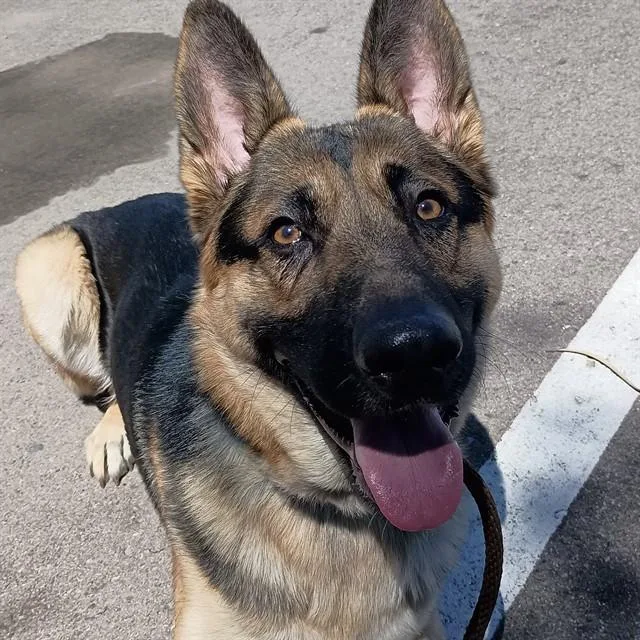 A young medium-sized male German Shepherd Dog dog named Volkswagon for adoption in Mesa, AZ