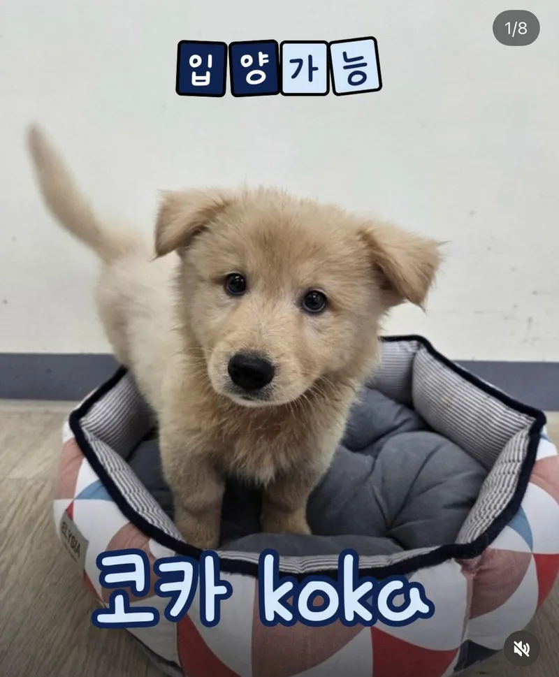 A baby medium-sized male Golden Retriever dog named Coca for adoption in Agoura Hills, CA