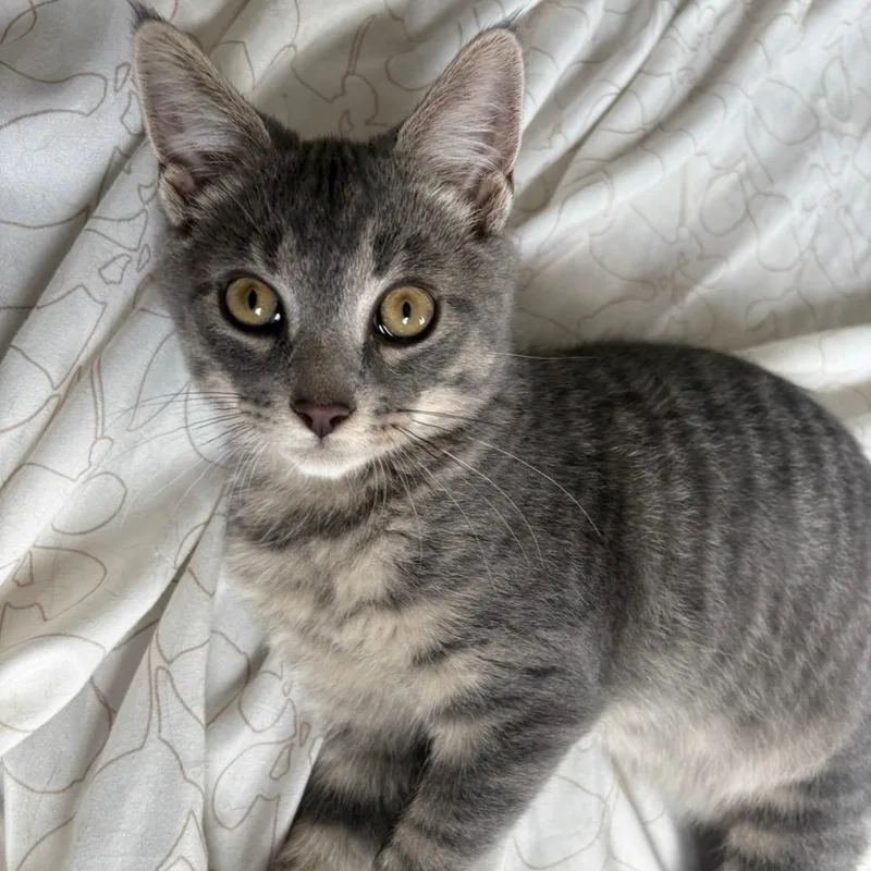A baby medium-sized male Tabby (Gray / Blue / Silver) Domestic Short Hair cat named Zakai for adoption in Scranton, PA