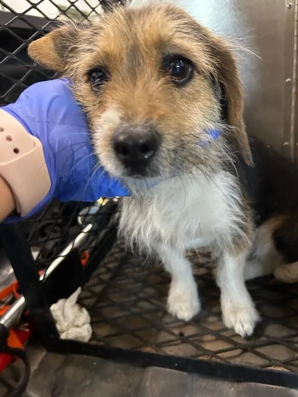 An adult small-sized male Tricolor (Brown, Black, & White) Mixed Breed dog named Max for adoption in Hobbs, NM