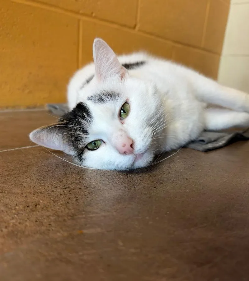 An adult medium-sized male Domestic Short Hair cat named Butter Dish for adoption in Cincinnati, OH
