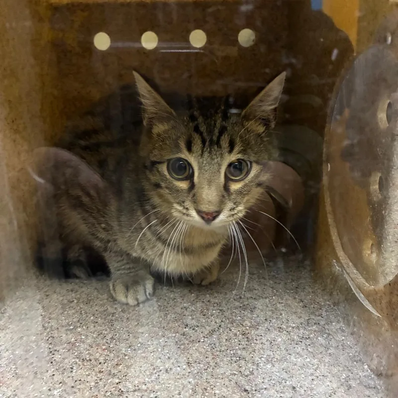 An adult medium-sized male Buff / Tan / Fawn Domestic Short Hair cat named Pergola for adoption in Cheyenne, WY