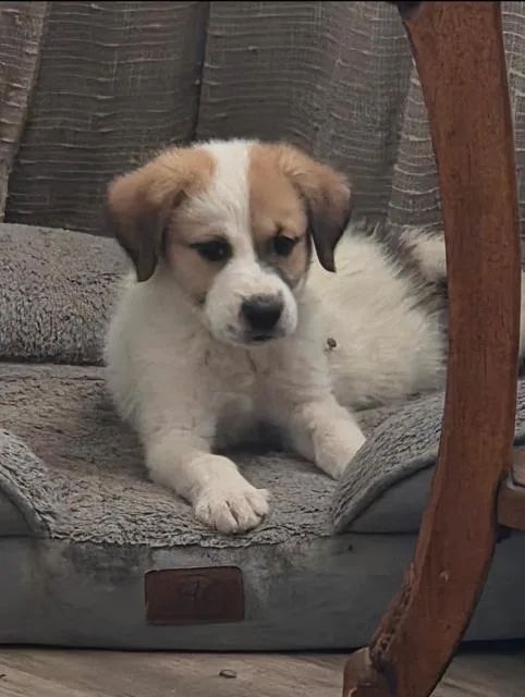 A baby large-sized male Great Pyrenees dog named Waylon for adoption in Midway, UT