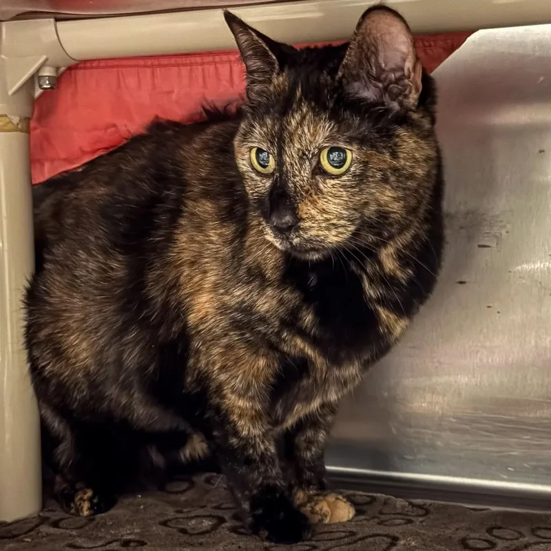 A senior large-sized female Tortoiseshell Domestic Short Hair cat named Tigerlily for adoption in Kennebunk, ME
