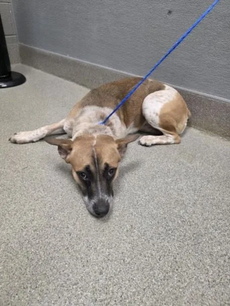 A young medium-sized female Australian Cattle Dog / Blue Heeler dog named Miranda for adoption in Las Vegas, NV