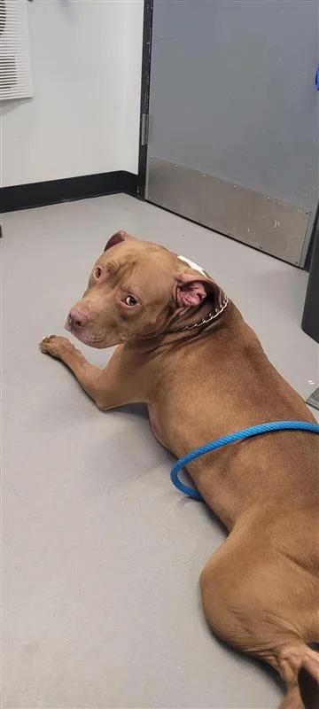 An adult large-sized male Mixed Breed dog named Hammy for adoption in West Chester, PA