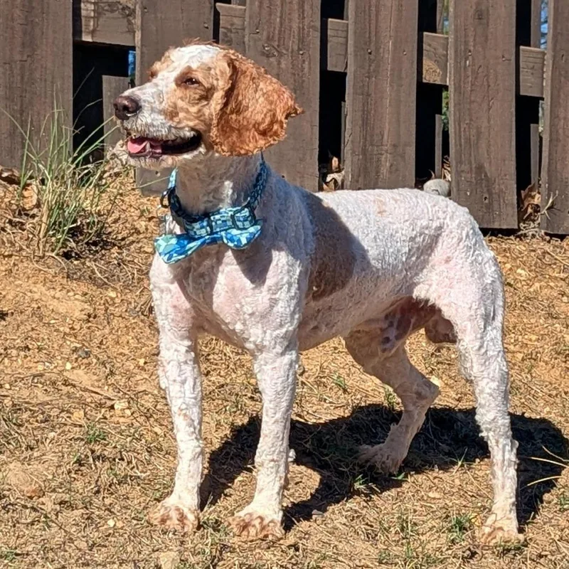 Teddy Graham thumbnail 2