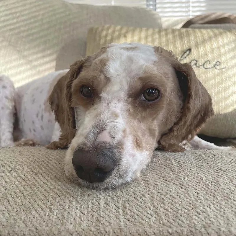 Teddy Graham thumbnail 3