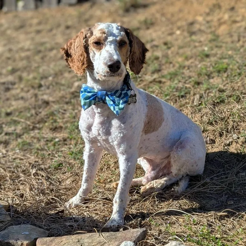 Teddy Graham thumbnail 4