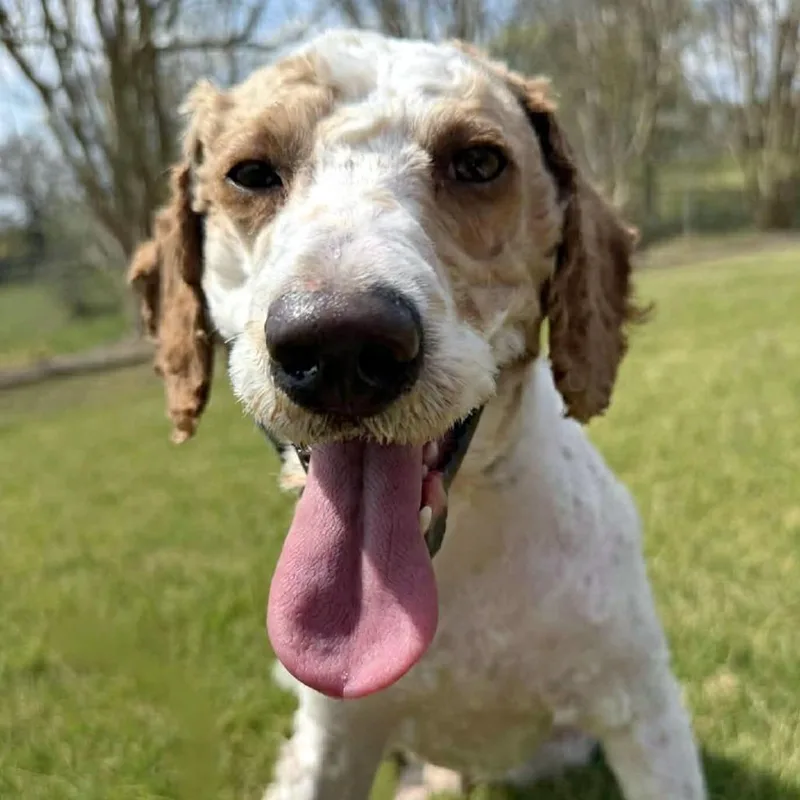 Teddy Graham thumbnail 5