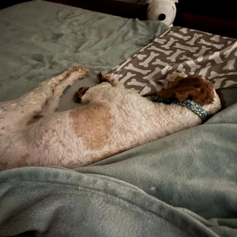 Teddy Graham thumbnail 6