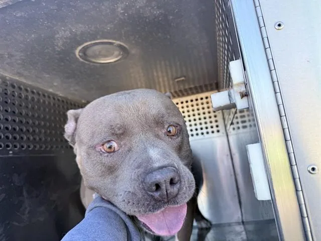 An adult large-sized male Pit Bull Terrier dog named Bulk for adoption in Phoenix, AZ