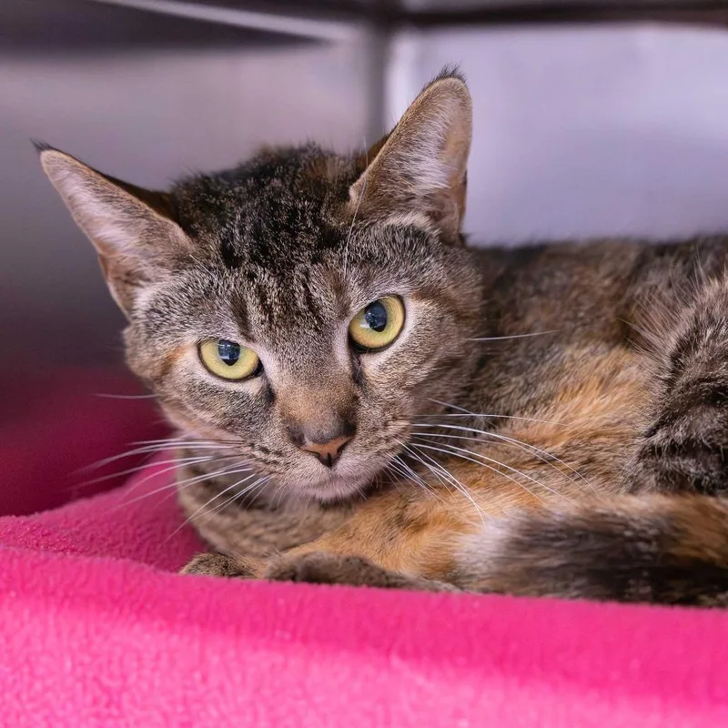An adult medium-sized female Torbie Domestic Short Hair cat named Anthropology for adoption in Mentor, OH
