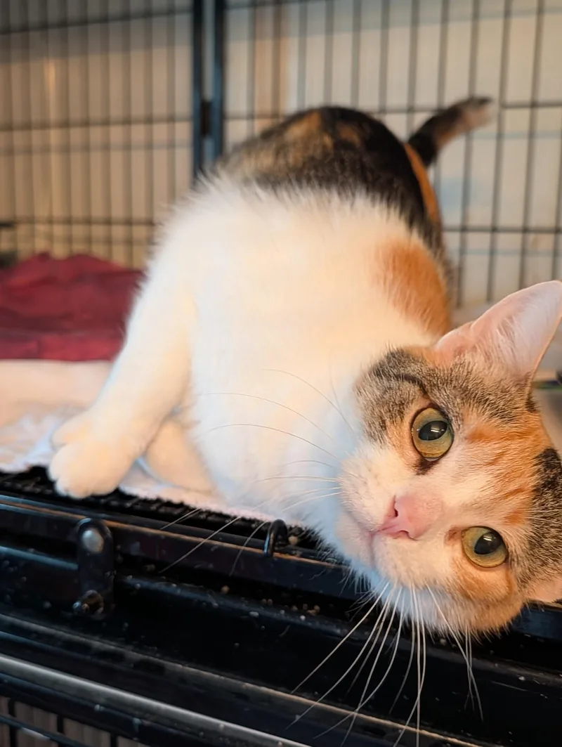 An adult medium-sized female Calico Domestic Short Hair cat named Honey for adoption in Lapeer, MI