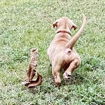 A baby medium-sized male Vizsla dog named Sawyer for adoption in Pflugerville, TX