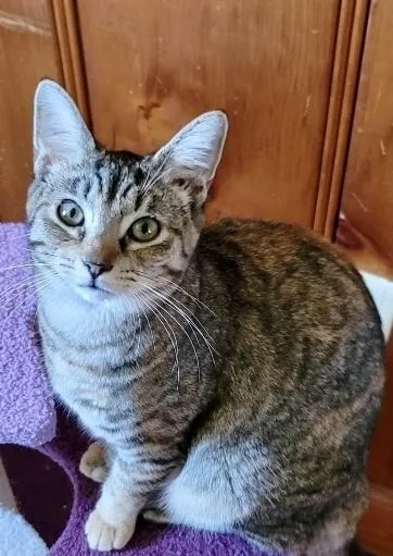 Coraline thumbnail 2