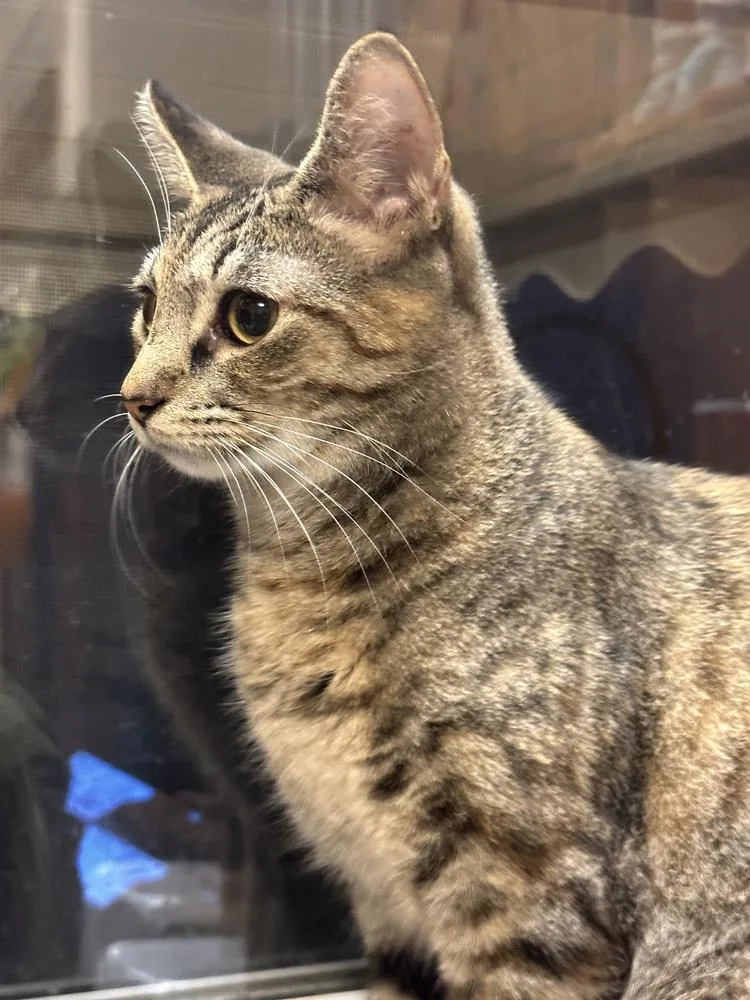 Coraline thumbnail 3