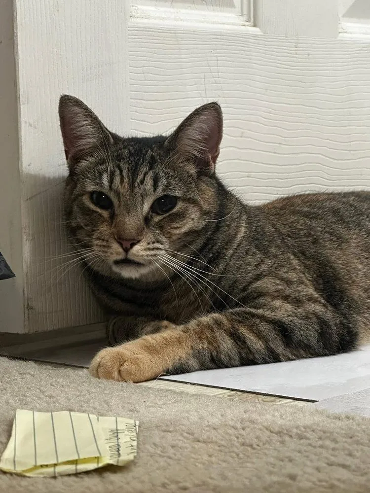 Coraline thumbnail 4