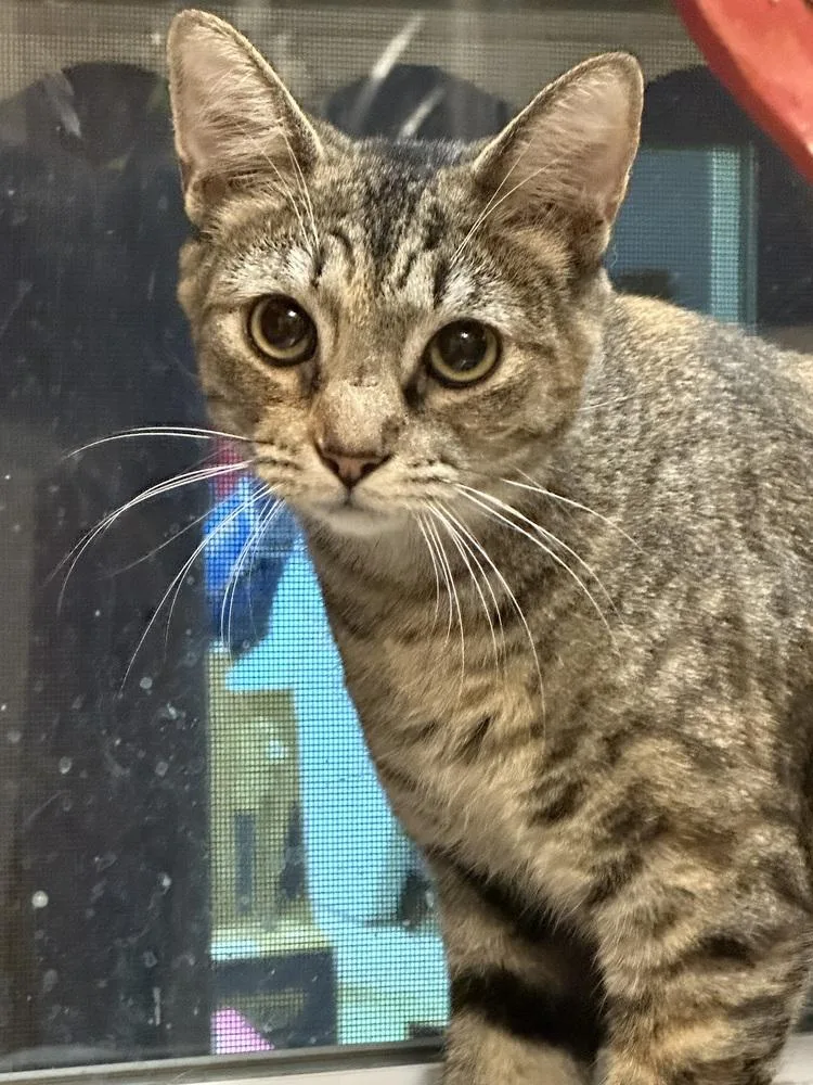 Coraline thumbnail 5