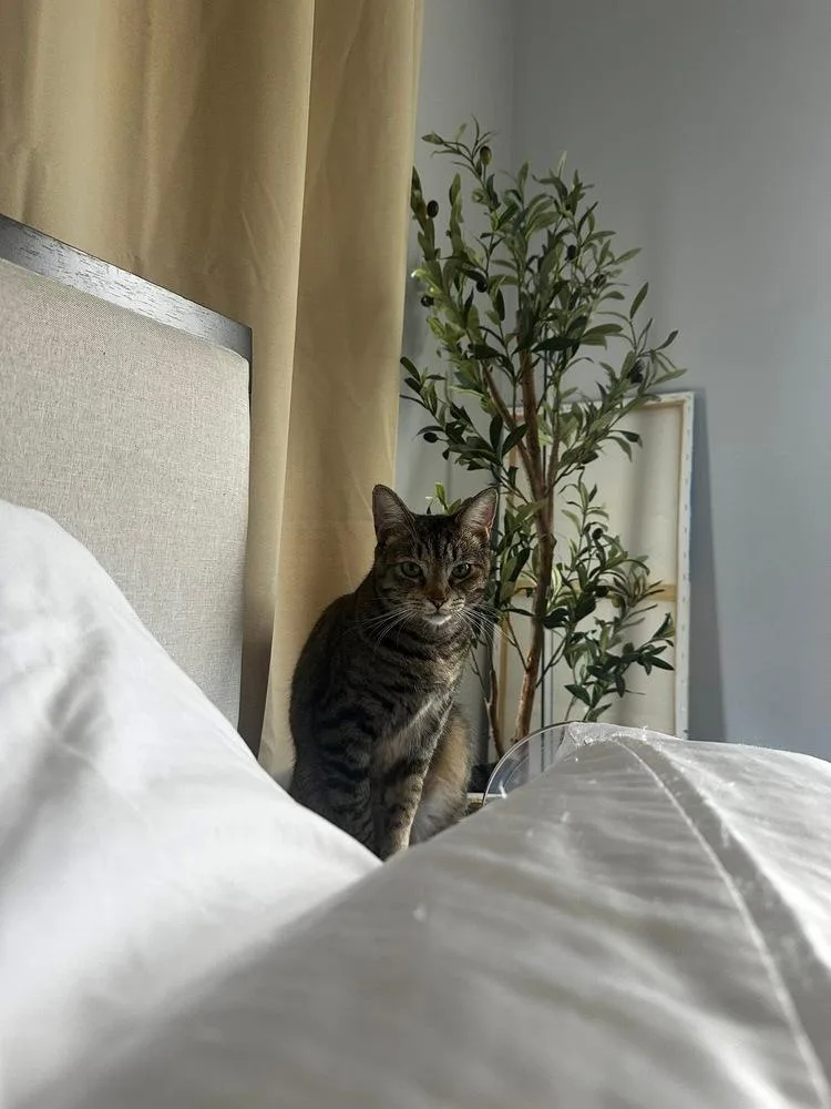 Coraline thumbnail 6