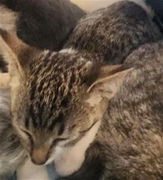 A baby small-sized male Domestic Short Hair cat named Ziti for adoption in Los Angeles, CA