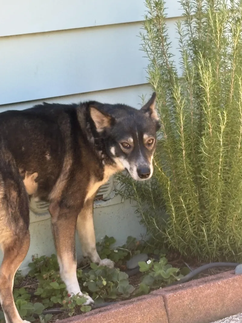 An adult medium-sized female Cattle Dog dog named Magnolia for adoption in Rough And Ready, CA