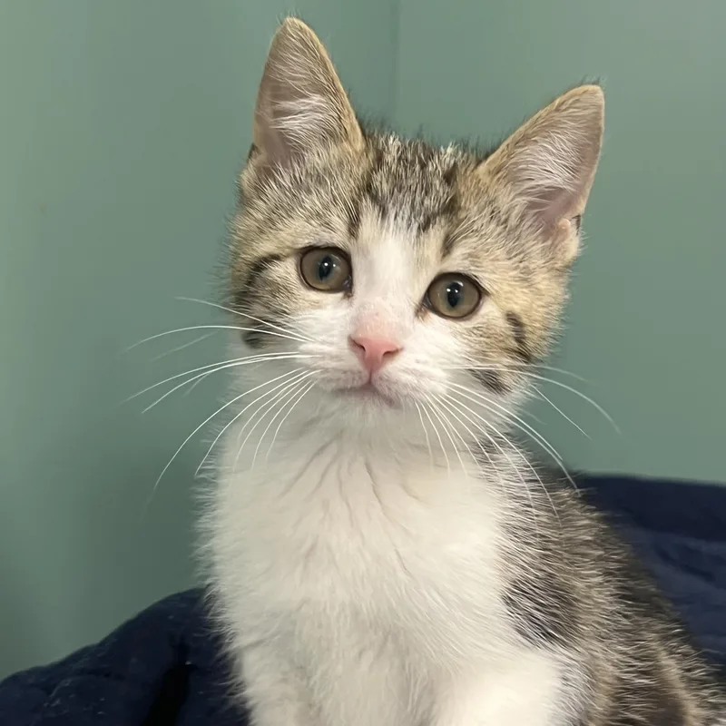 A baby medium-sized male White Domestic Short Hair cat named Barley for adoption in Pontiac, MI