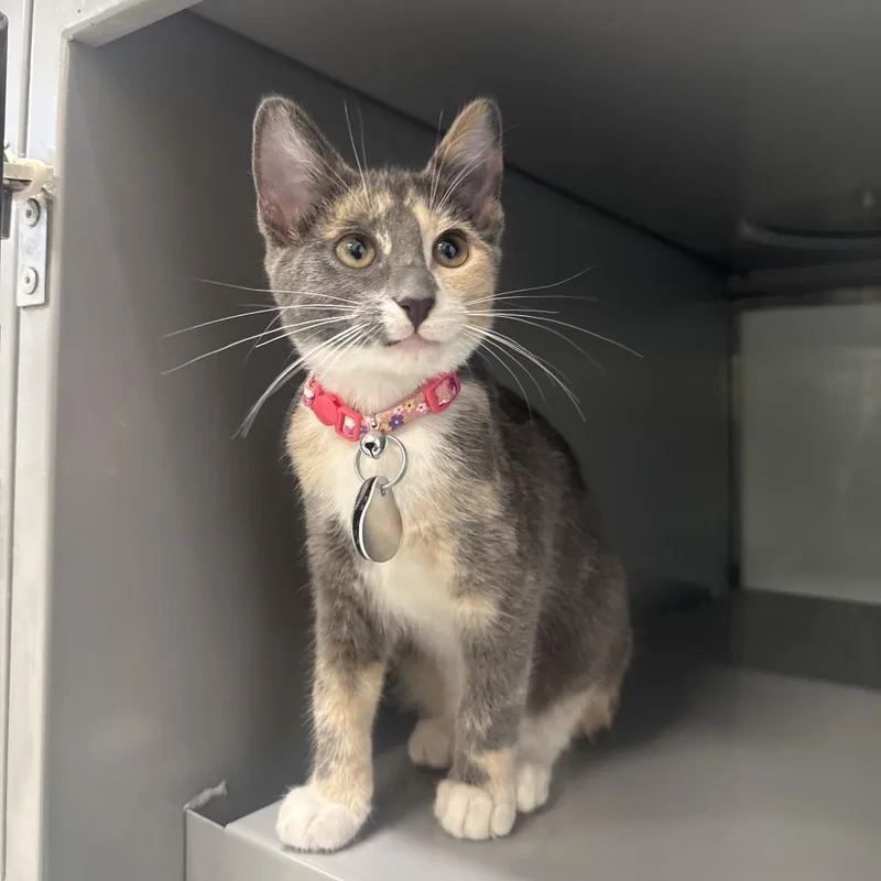 A baby small-sized female Orange / Red Domestic Short Hair cat named NCR Long Pie for adoption in Port Washington, NY