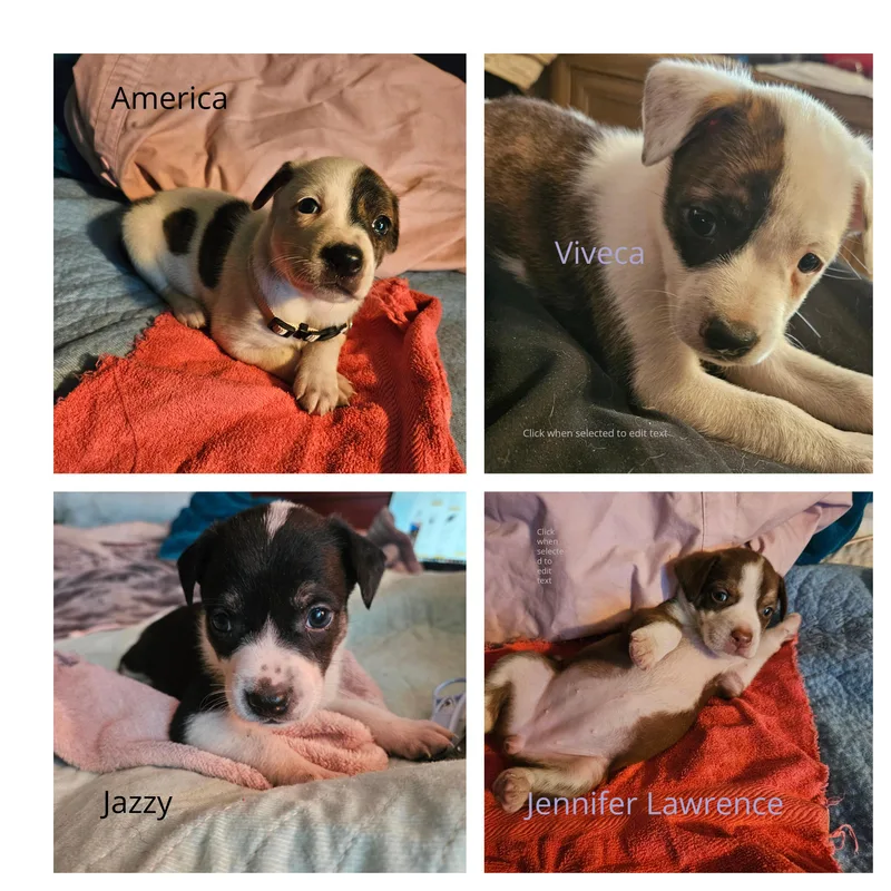 A baby small-sized female Bicolor Rat Terrier dog named Baby Girl Puppies  for adoption in St. Petersburg, FL