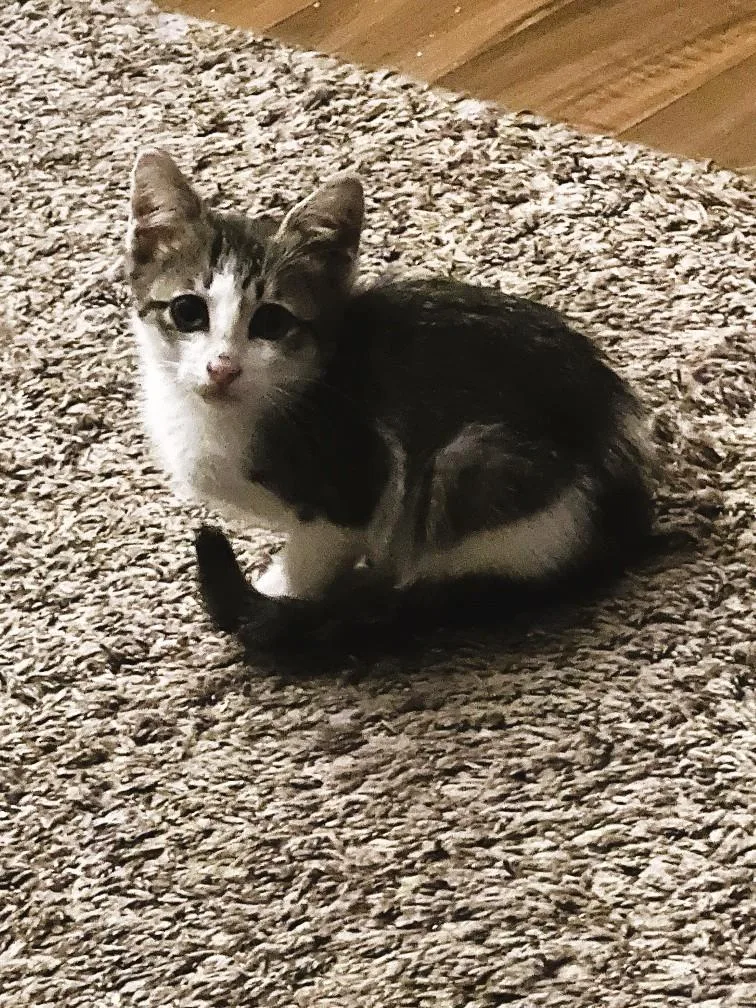 A baby medium-sized male Tabby (Brown / Chocolate) Domestic Short Hair cat named Sienna for adoption in Salt Lake City, UT