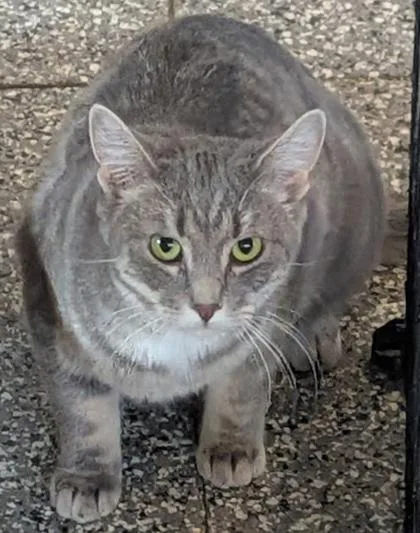 A young small-sized female Domestic Short Hair cat named Sabrina for adoption in Shawano, WI