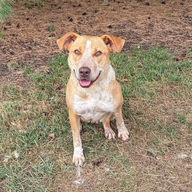An adult medium-sized female Red / Chestnut / Orange Cattle Dog dog named Jonie for adoption in Fargo, ND
