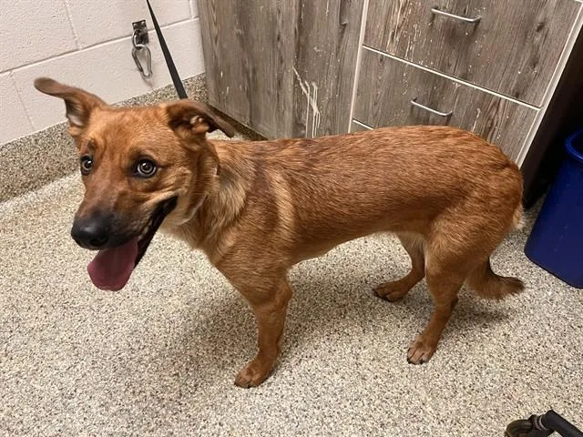 A young medium-sized female Black Mouth Cur dog named Maggie for adoption in Colorado Springs, CO