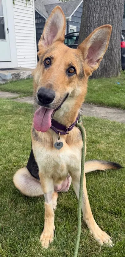 A young large-sized female Bicolor German Shepherd Dog dog named Marge for adoption in Mishawaka, IN