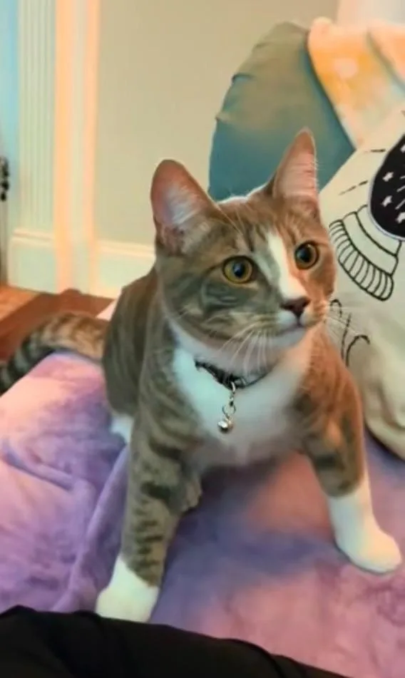 A young small-sized male Domestic Short Hair cat named GP  Stolas for adoption in Newnan, GA
