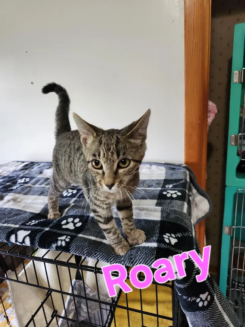 A baby small-sized female Domestic Short Hair cat named Roary for adoption in Lynchburg, TN
