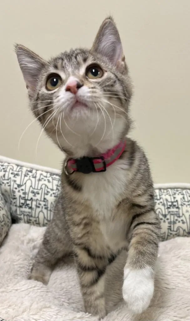 A baby small-sized female Domestic Short Hair cat named Strawberry Shortcake for adoption in Fremont, OH