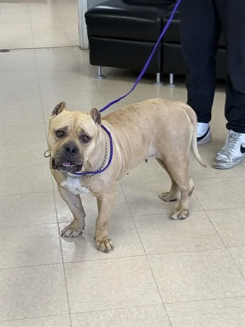 An adult large-sized female Pit Bull Terrier dog named Bronco for adoption in Killeen, TX