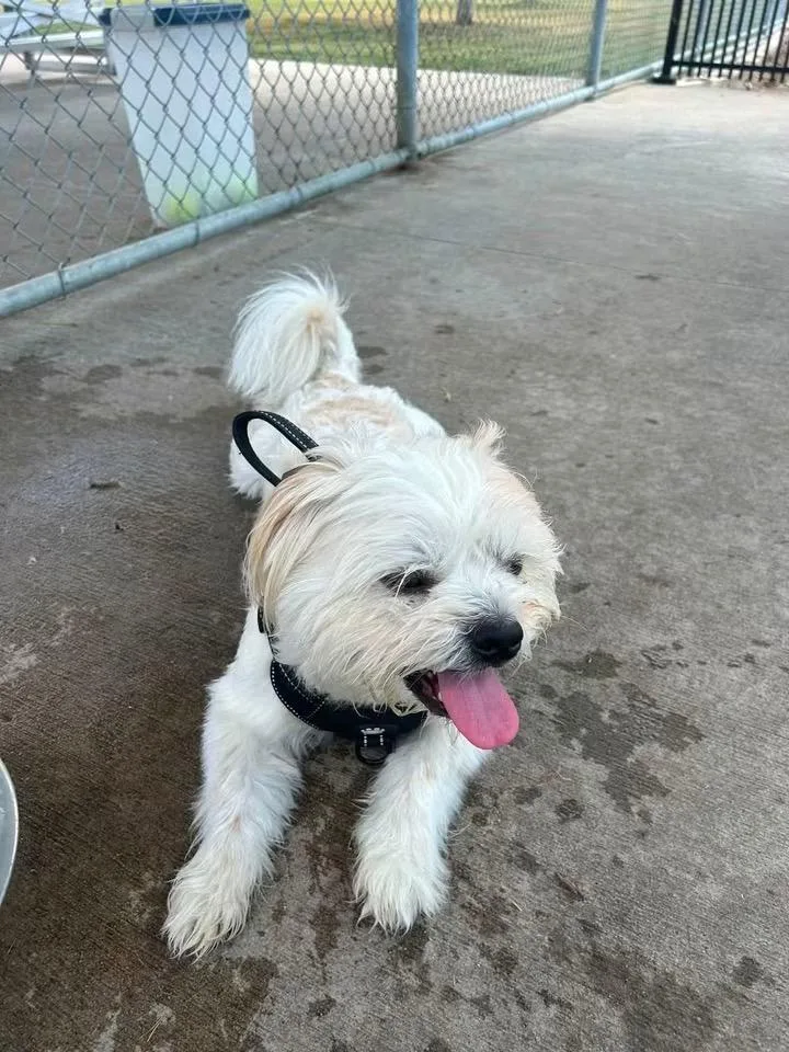 Bob