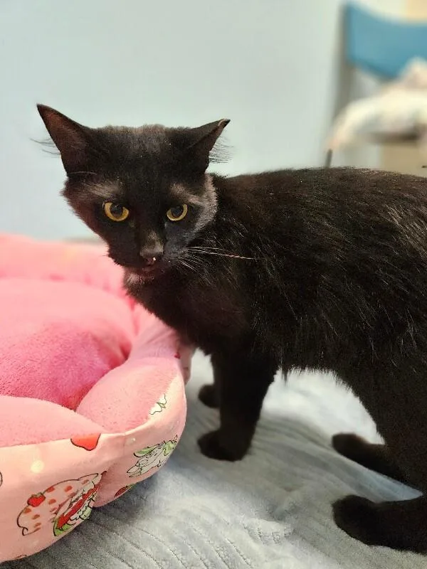 An adult medium-sized male Black Domestic Short Hair cat named Alex for adoption in Fort Collins, CO