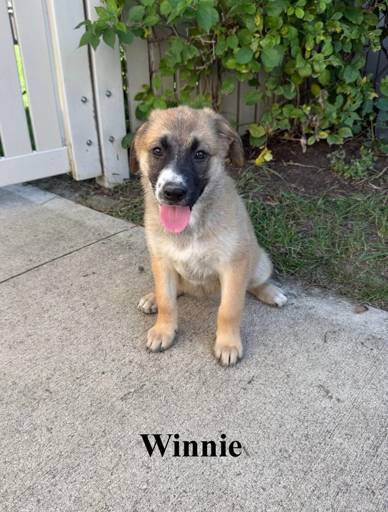 A baby large-sized female Shepherd dog named Winnie for adoption in Celina, OH