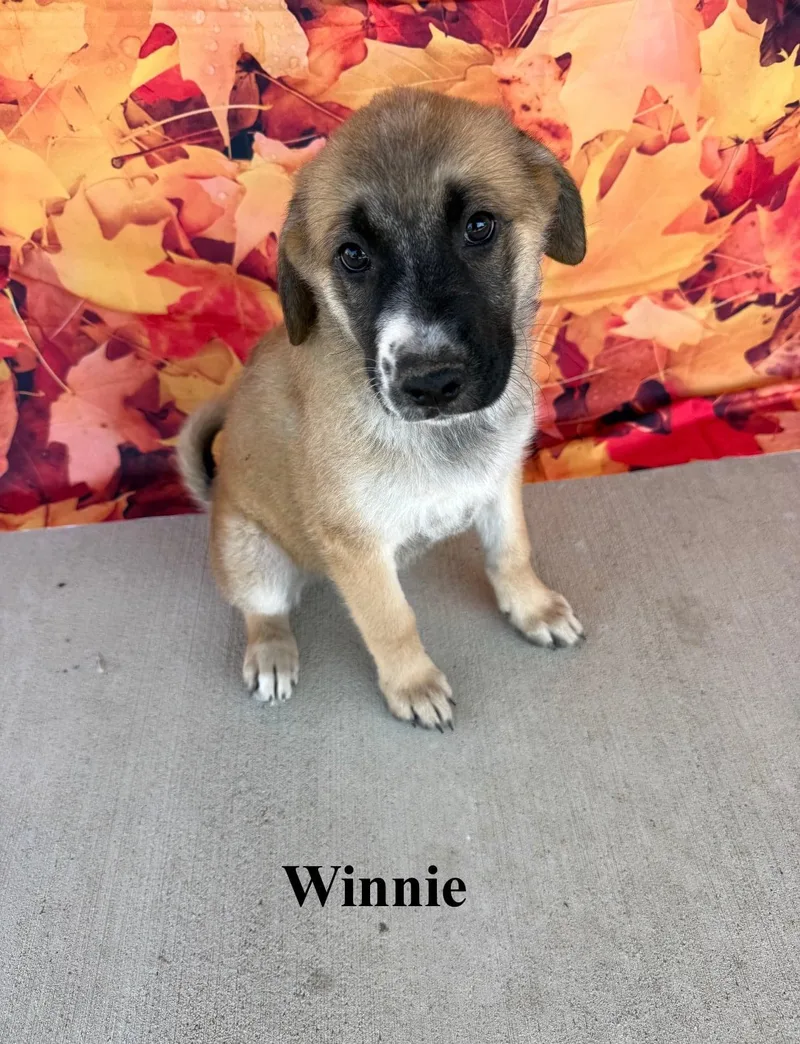 Winnie thumbnail 3