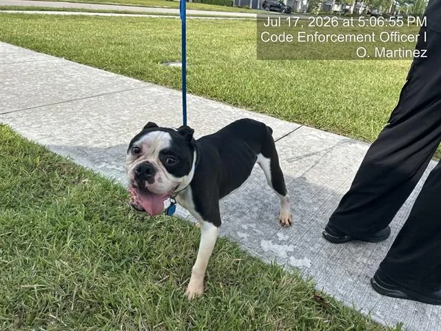 An adult medium-sized male English Bulldog dog named Huck for adoption in Naples, FL