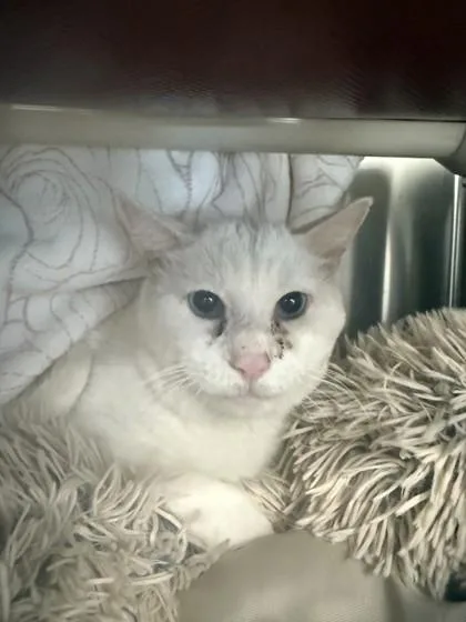 An adult small-sized male Domestic Short Hair cat named Stingray for adoption in Scotia, NY