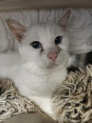 Stingray thumbnail 2