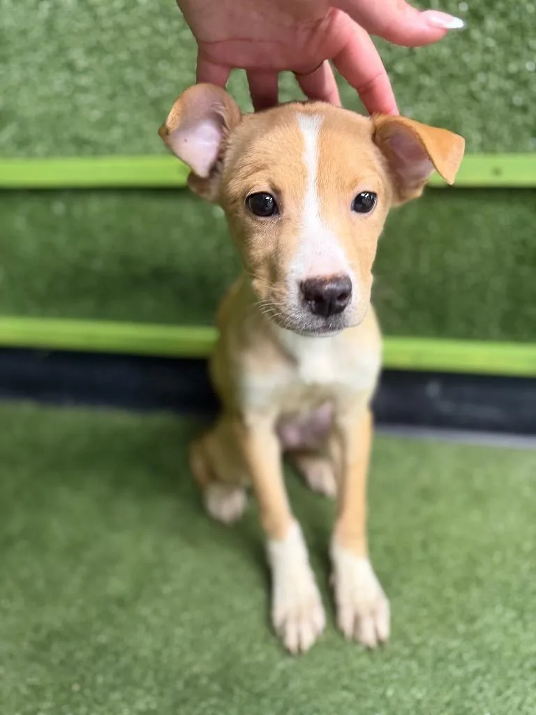 A baby medium-sized male Terrier dog named Joey for adoption in Hopkinsville, KY