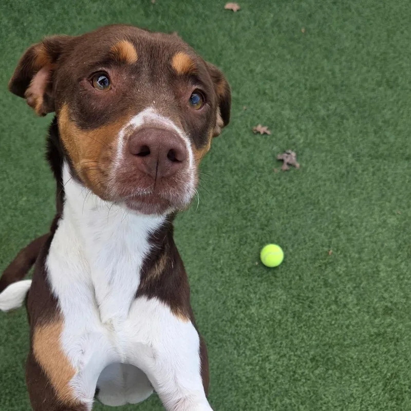 Magnolia thumbnail 2