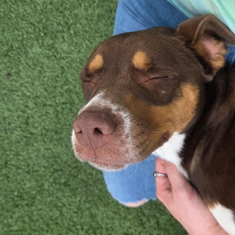 Magnolia thumbnail 3